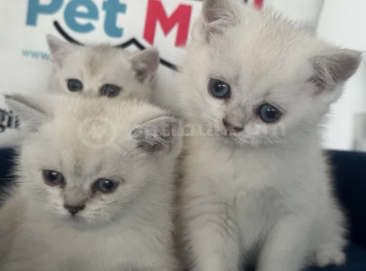 Ankaranın Yasal Ruhsatlı Çiftliğinden British Shorthair