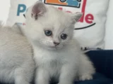 Ankaranın Yasal Ruhsatlı Çiftliğinden British Shorthair