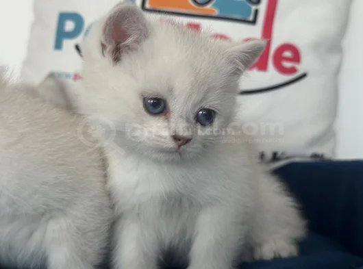 Ankaranın Yasal Ruhsatlı Çiftliğinden British Shorthair görsel
