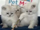 Ankaranın Yasal Ruhsatlı Çiftliğinden British Shorthair