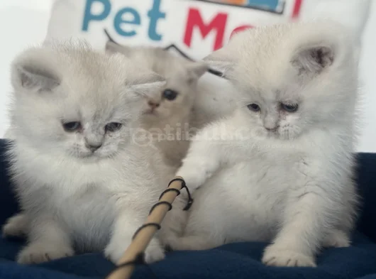 Ankaranın Yasal Ruhsatlı Çiftliğinden British Shorthair görsel