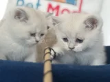 Ankaranın Yasal Ruhsatlı Çiftliğinden British Shorthair