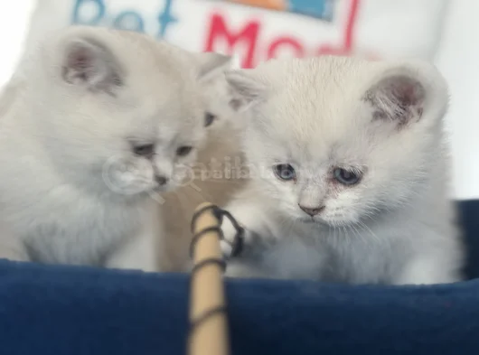 Ankaranın Yasal Ruhsatlı Çiftliğinden British Shorthair görsel
