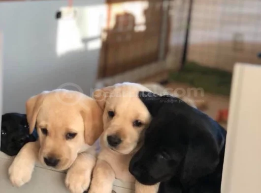 Üç Renk Labrador Erkek Dişi Yavrularımız görsel