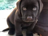 Üç Renk Labrador Erkek Dişi Yavrularımız