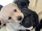 Üç Renk Labrador Erkek Dişi Yavrularımız