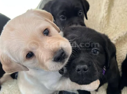 Üç renk labrador erkek dişi yavrularımız