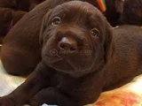 Üç Renk Labrador Erkek Dişi Yavrularımız