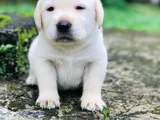 Üç Renk Labrador Erkek Dişi Yavrularımız