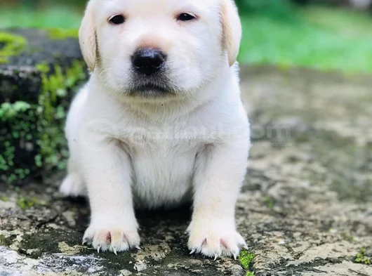 Üç Renk Labrador Erkek Dişi Yavrularımız görsel