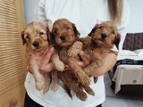Maltipoo Bebekler