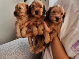Maltipoo Bebekler