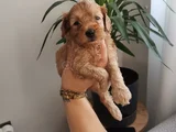 Maltipoo Bebekler