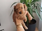 Maltipoo bebekler
