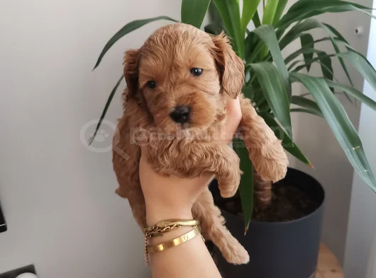 Maltipoo Bebekler