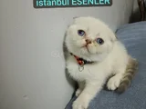 Şi̇ri̇n Surat Bebeği̇m Tesli̇me Hazir