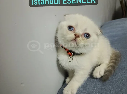 Şi̇ri̇n Surat Bebeği̇m Tesli̇me Hazir görsel