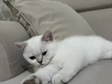 British Yavru Kedi