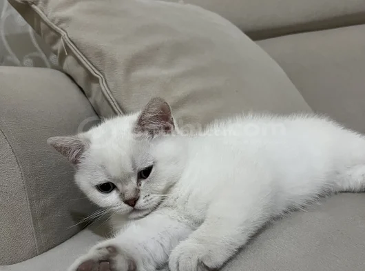 British Yavru Kedi görsel