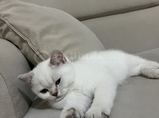 British Yavru Kedi görsel