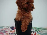 tatlı toy poodle yavru