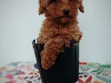 Tatlı Toy Poodle Yavru
