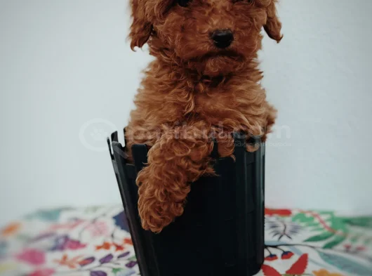 Tatlı Toy Poodle Yavru görsel