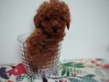 Tatlı Toy Poodle Yavru