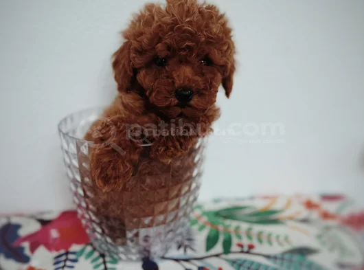 Tatlı Toy Poodle Yavru görsel