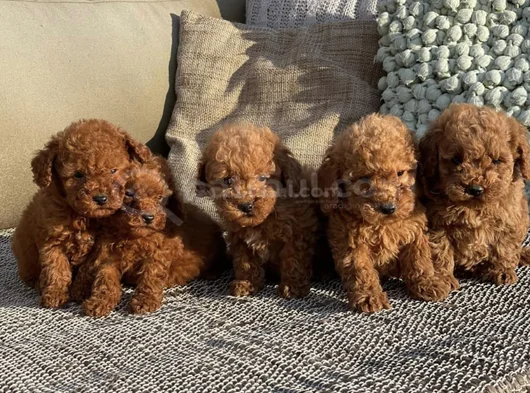 Kore Toy Poodle Yavrularımız