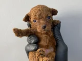 45 Günlük Toy Poodle