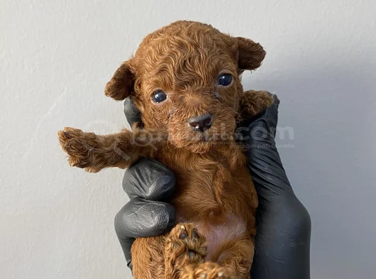 45 Günlük Toy Poodle görsel