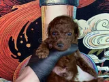 45 günlük Toy Poodle
