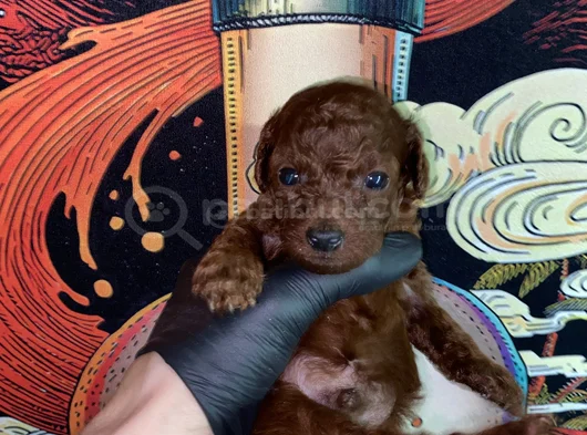 45 Günlük Toy Poodle