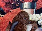 45 Günlük Toy Poodle