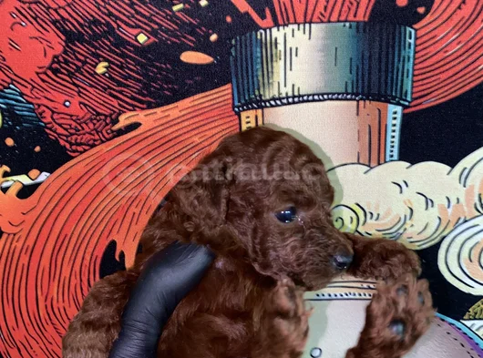 45 Günlük Toy Poodle görsel