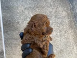 45 Günlük Toy Poodle