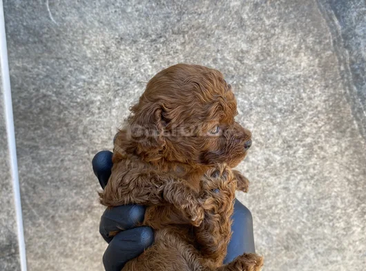 45 Günlük Toy Poodle görsel