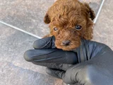 45 Günlük Toy Poodle