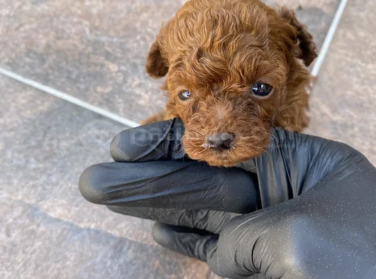 45 Günlük Toy Poodle görsel