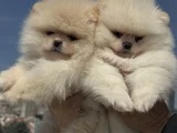 Petmode Köpek Çiftliğinde Ziyarete Açık Teddy Pomeranian