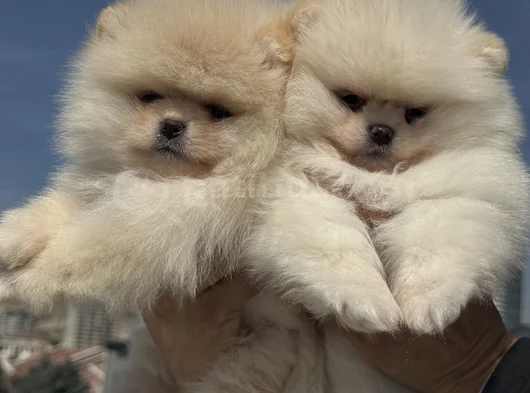 Petmode Köpek Çiftliğinde Ziyarete Açık Teddy Pomeranian görsel