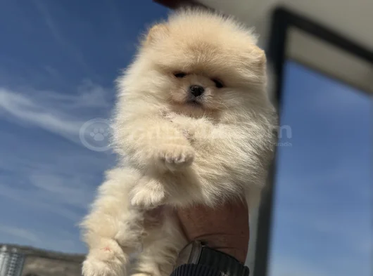 Petmode Köpek Çiftliğinde Ziyarete Açık Teddy Pomeranian görsel