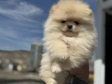 Petmode Köpek Çiftliğinde Ziyarete Açık Teddy Pomeranian