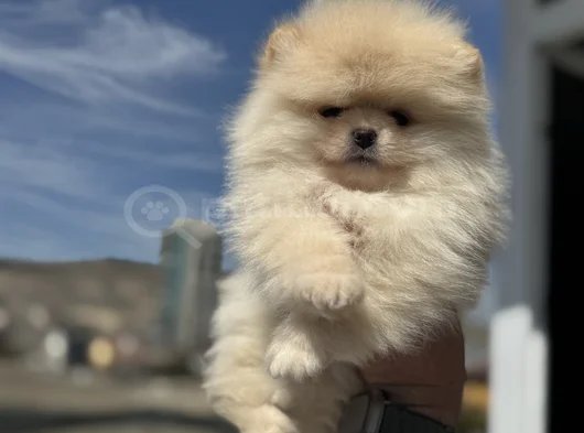 Petmode Köpek Çiftliğinde Ziyarete Açık Teddy Pomeranian görsel