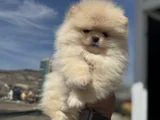 Petmode Köpek Çiftliğinde Ziyarete Açık Teddy Pomeranian