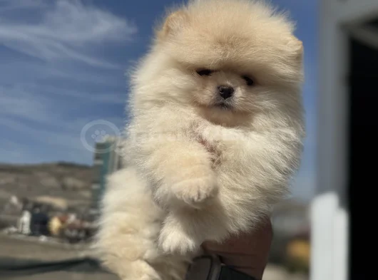 Petmode Köpek Çiftliğinde Ziyarete Açık Teddy Pomeranian görsel
