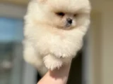 Ayi Sürat Efsane Pomerani̇an Boo