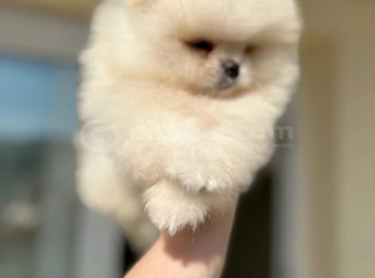 Ayi Sürat Efsane Pomerani̇an Boo görsel