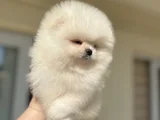 Ayi Sürat Efsane Pomerani̇an Boo